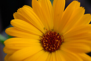 Margarita flower