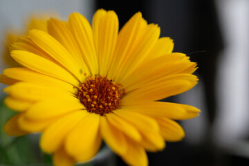 Margarita flower