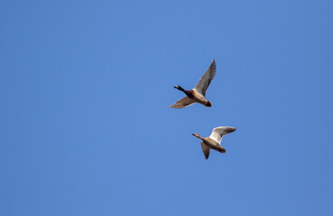 pair of mallard Ducks flying overhead