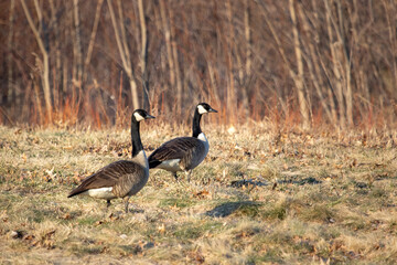 pair of geese feeding in a field of grass