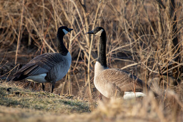 pair of geese at the waters edge