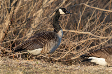 goose standing at the edge of the water