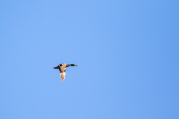 drake mallard flying  overhead