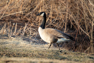 goose walking onto shore from pond 
