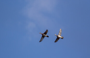 pair of Wood Ducks flying overhead