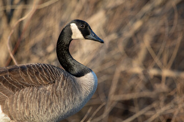 close up of Canada goose 