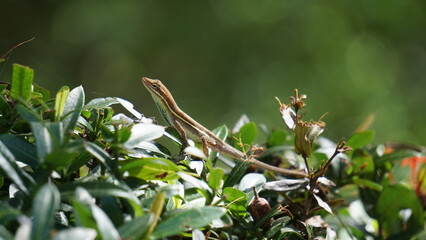 lizard on bush