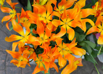 Fototapeta premium Many bright orange tulips background