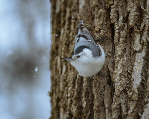 Nuthatch bird upside down on tree during winter storm