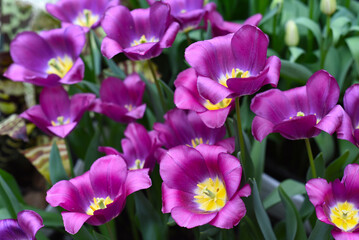 Bright purple tulip Galileo close up