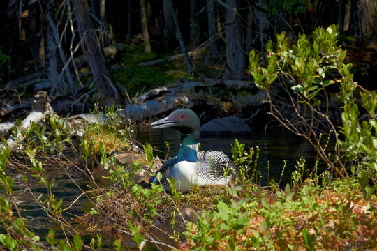 Common Loon On Nest