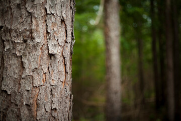 Trees