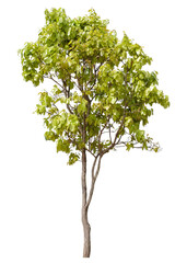 Fototapeta premium tree side view isolated on white background for landscape and architecture layout drawing, elements for environment and garden