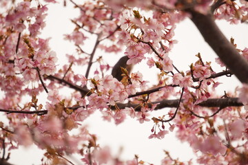 鳥とさくら