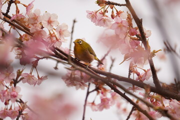 鳥とさくら