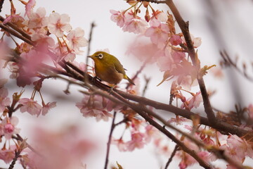 鳥とさくら