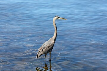 great blue heron