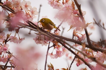 鳥とさくら