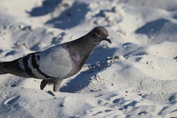 pigeon on the ground