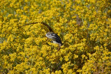 A lizard peaks its head out of the during wildflower season