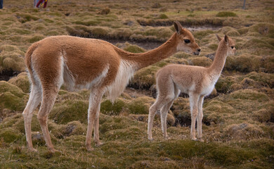 Vicuña Huancavelina