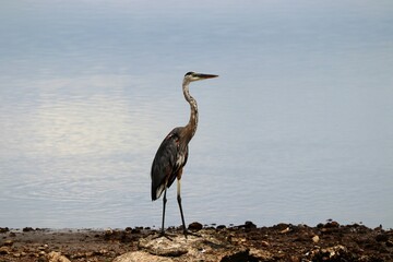 great blue heron