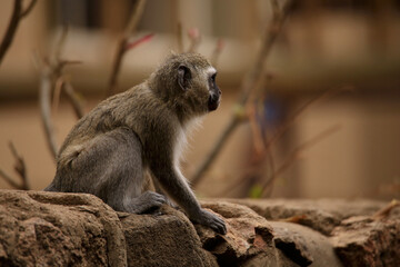 Vervet monkey sitting on rocks