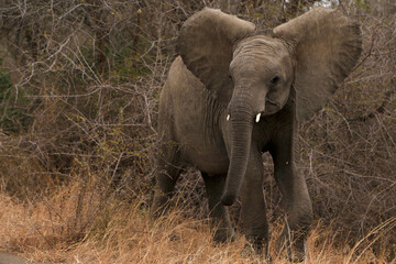 Elephant on alert in the wild