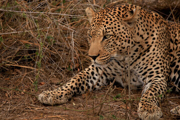 Leopard camouflaged in the bush in the wild