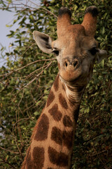 Giraffe's head in the bush