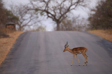Gazelle antelope crossing the road on safari