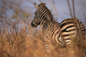 zebra in the wild looking into distance