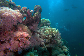 Fototapeta na wymiar coral reef in sea