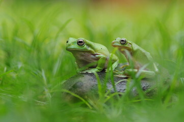 frog in the leaf, frog in the grass,