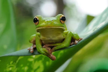 Türaufkleber frog in the leaf, frog in the grass, © andri_priyadi