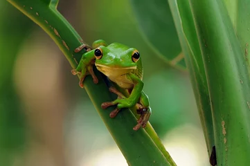 Wandcirkels plexiglas frog in the leaf, frog in the grass, © andri_priyadi