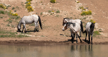 Blue and Red Roan wild horses at the waterhole in the Pryor Mountains wild horse range in Montana United States