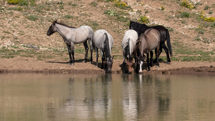 Herd of wild horse mustangs drinking at the waterhole in the Pryor Mountains wild horse range in...