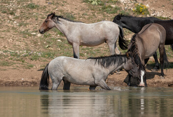 Small band of wild horses drinking and splashing at the waterhole in the Pryor Mountains wild horse range in Montana United States