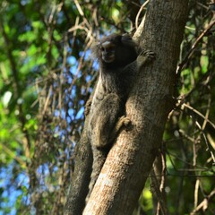 macaco, mono chico, brasil, monito, animal, animal, árbol, koala, naturaleza, fauna, mamífero,  cuca, pelaje, bosque, mono, arbol