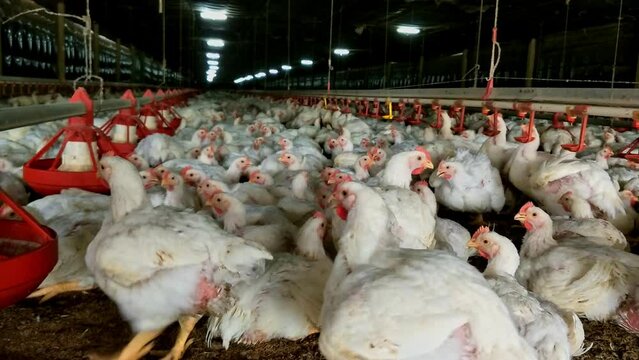 chicken farm poultry farm. Lot of chicken in poultry house evaporation system. Rooster and hen in farm.