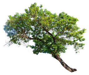 Large trees with edible fruits are completely separated from the white background.