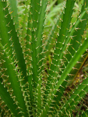 eryngium