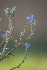 Blue My Mind 