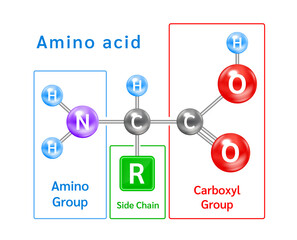 Structure of an alpha amino acid symbol. Amino acid structural chemical formula and molecule model. Which are building blocks of proteins and muscle fibers. Vector EPS10 illustration.