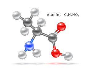 Structure of amino acid symbol. Alanine (Ala, A) structural chemical formula and molecule model. Which are building blocks of proteins and muscle fibers. 3D Vector EPS10 illustration.