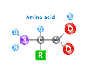 Structure of an alpha amino acid symbol. Amino acid structural chemical formula and molecule model. Which are building blocks of proteins and muscle fibers. Vector EPS10 illustration.