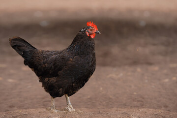 Portrait of a domesticated hen  profile view  in her outdoor setting