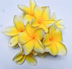 plumeria frangipani flower