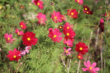 flowers in a field